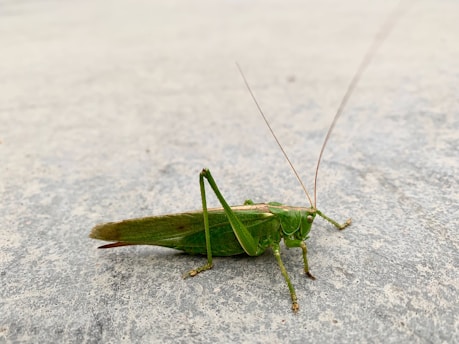 A large green grasshopper with long antennae is standing on a textured, light gray surface.