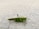 A large green grasshopper with long antennae is standing on a textured, light gray surface.