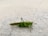 A large green grasshopper with long antennae is standing on a textured, light gray surface.