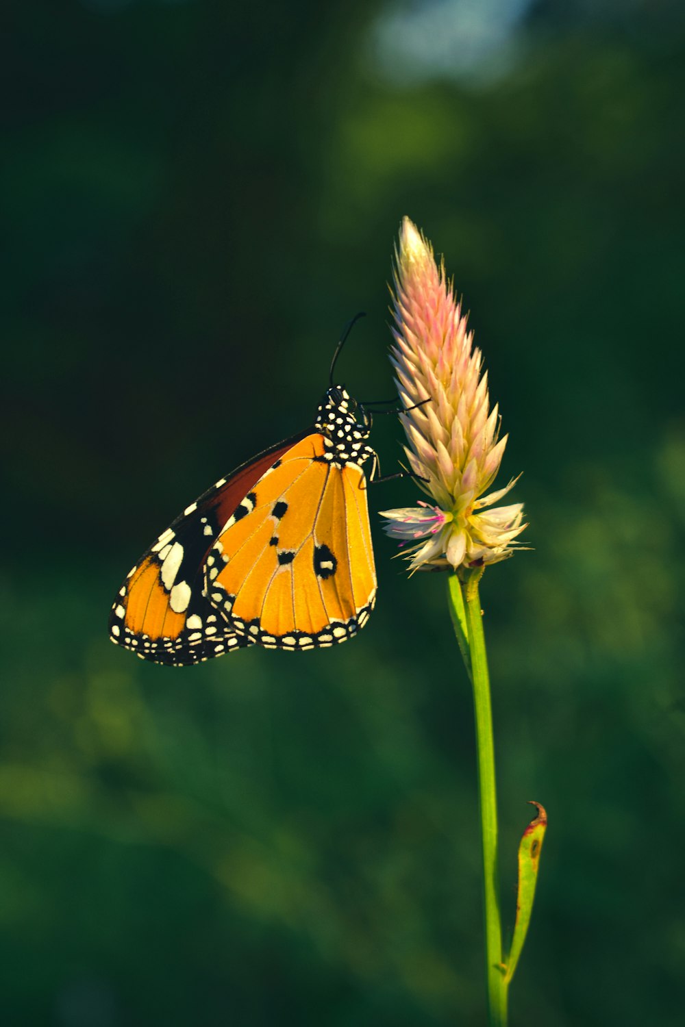 a butterfly sitting on top of a flower