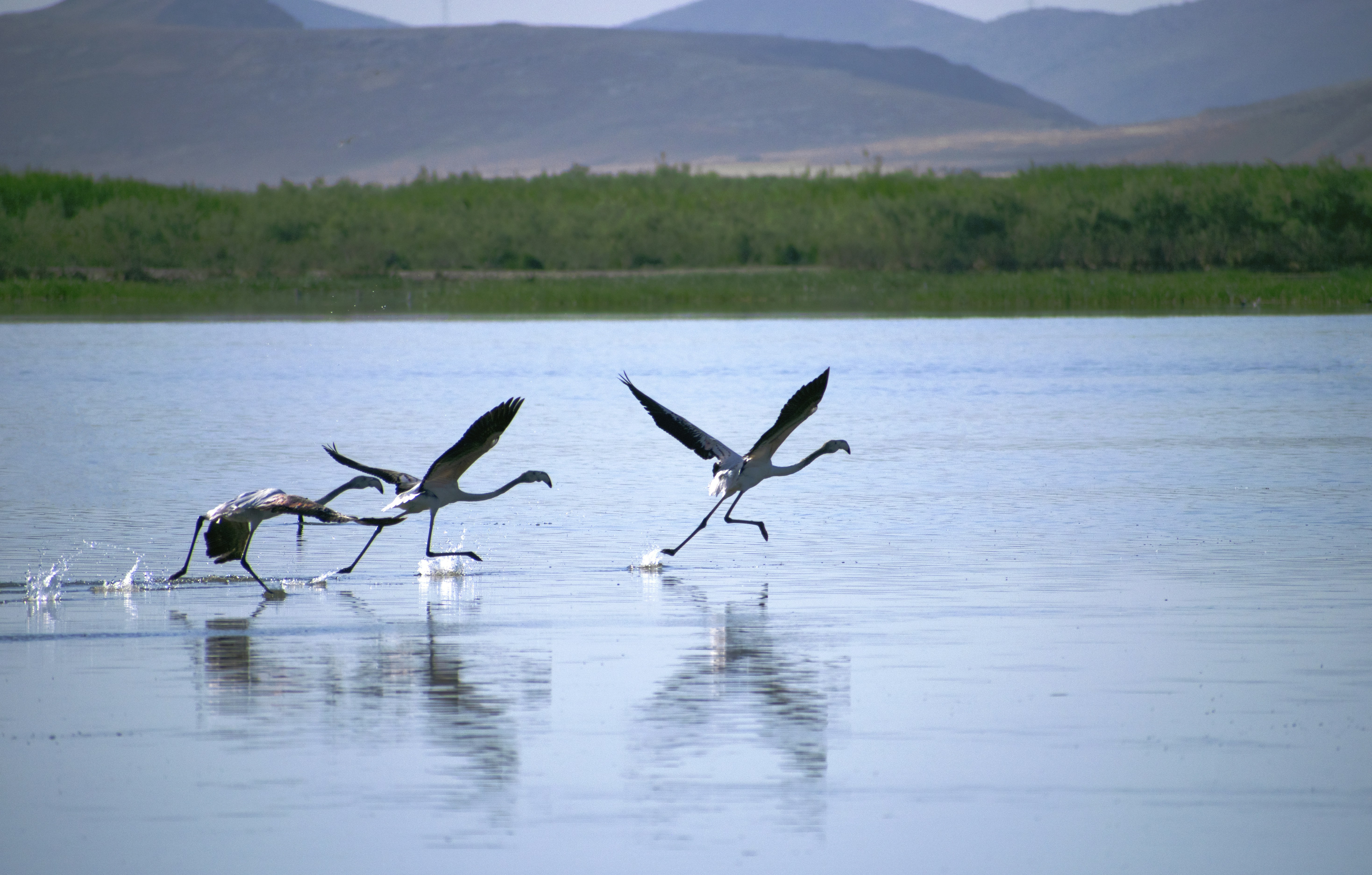 Photo by shirinsaleki