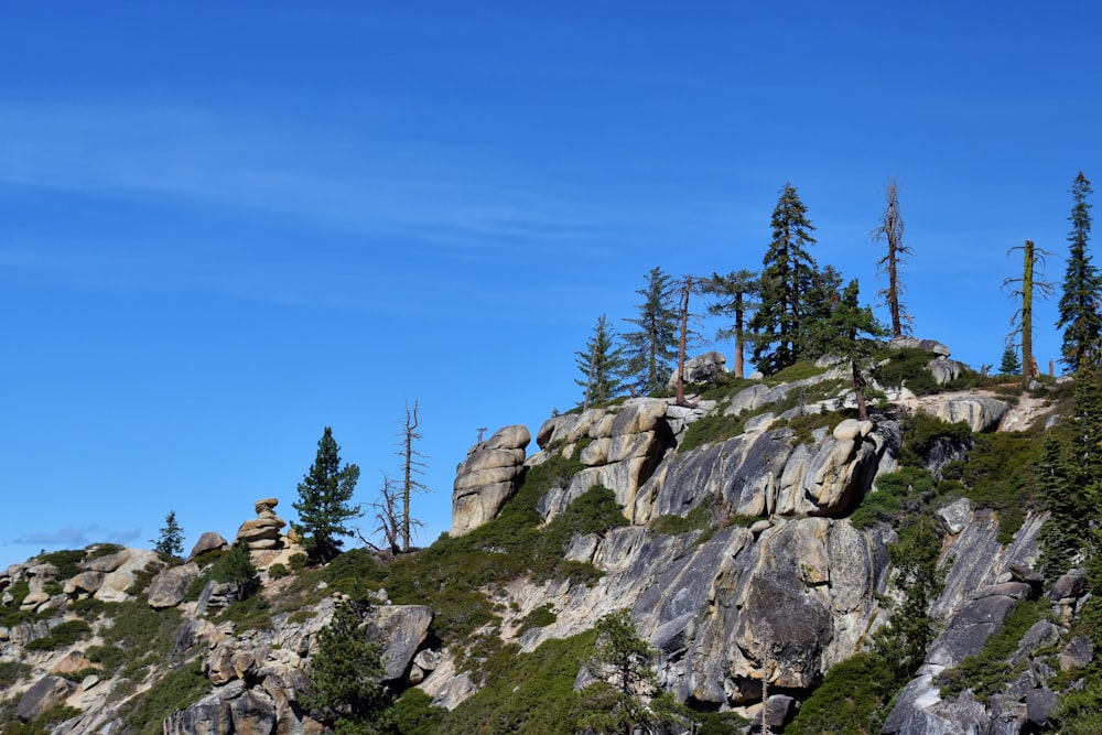 a group of trees on the side of a mountain