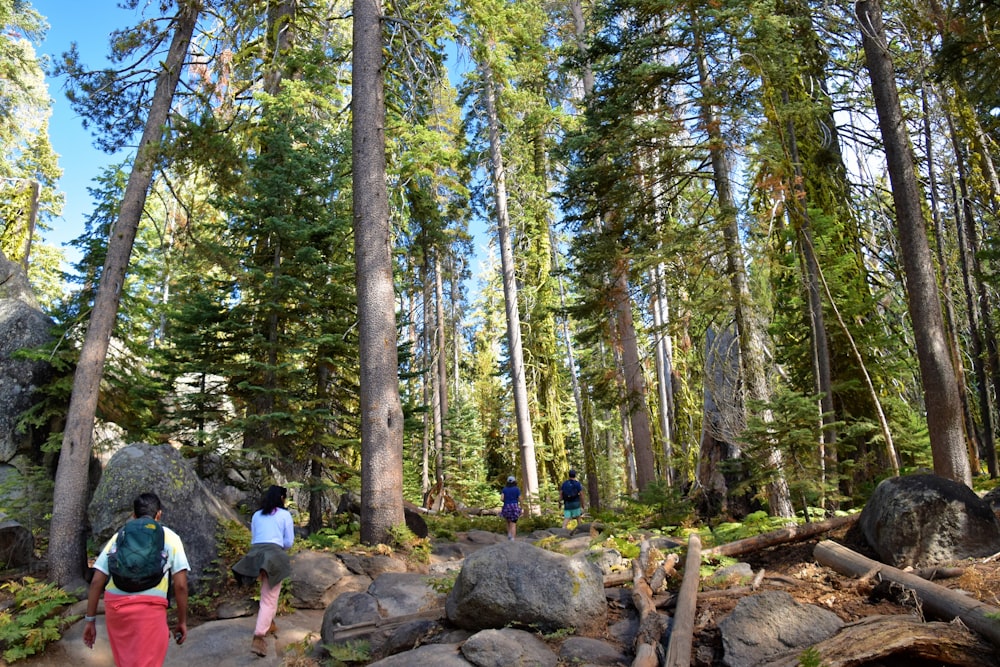 a group of people walking through a forest