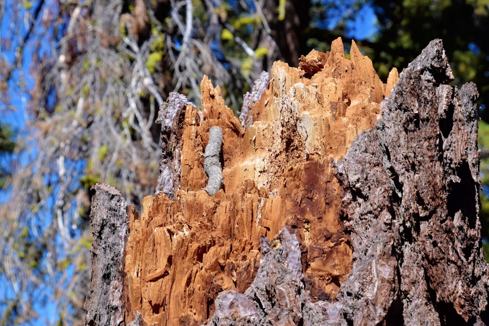 a close up of a tree trunk with a blue sky in the background