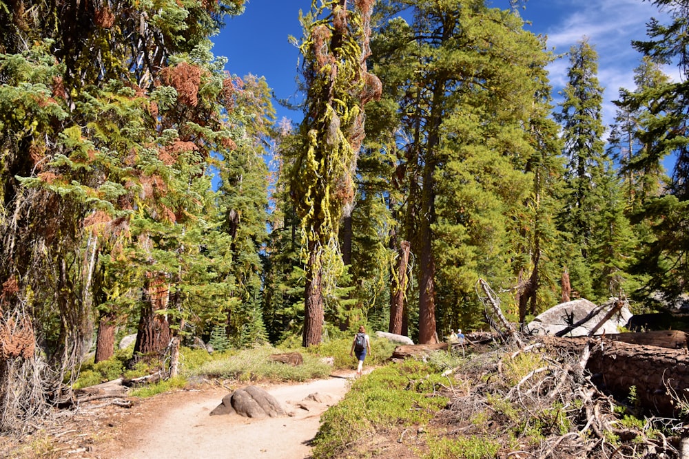 a person walking on a trail through a forest