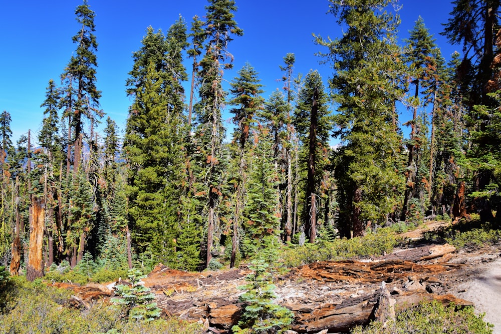 a forest filled with lots of tall trees