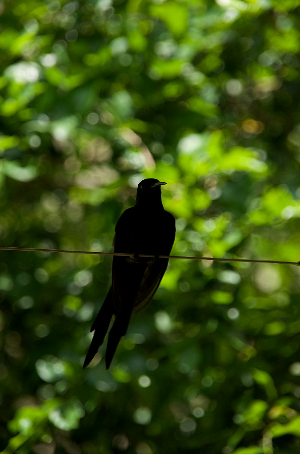 a black bird sitting on a wire in front of trees