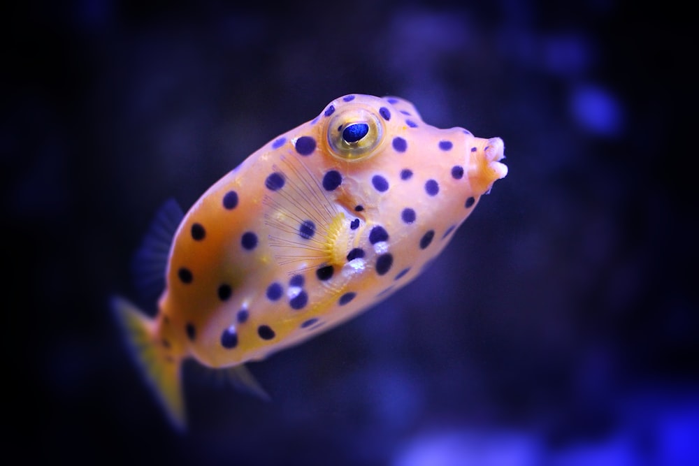 a yellow and black spotted fish in an aquarium