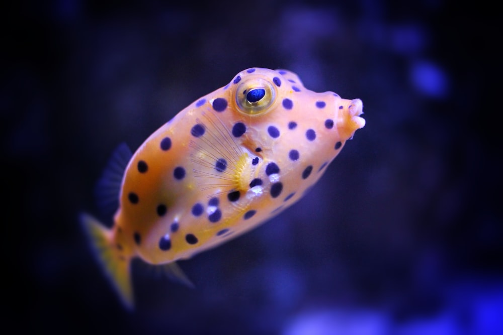 Un pesce maculato giallo e nero in un acquario