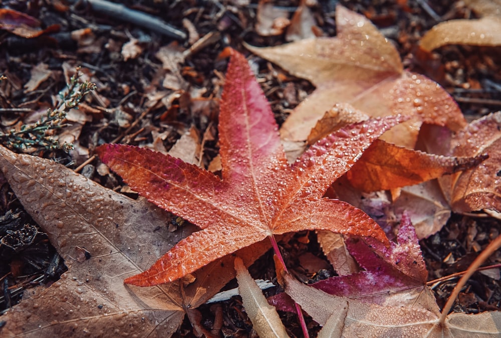 a red leaf laying on top of a pile of leaves