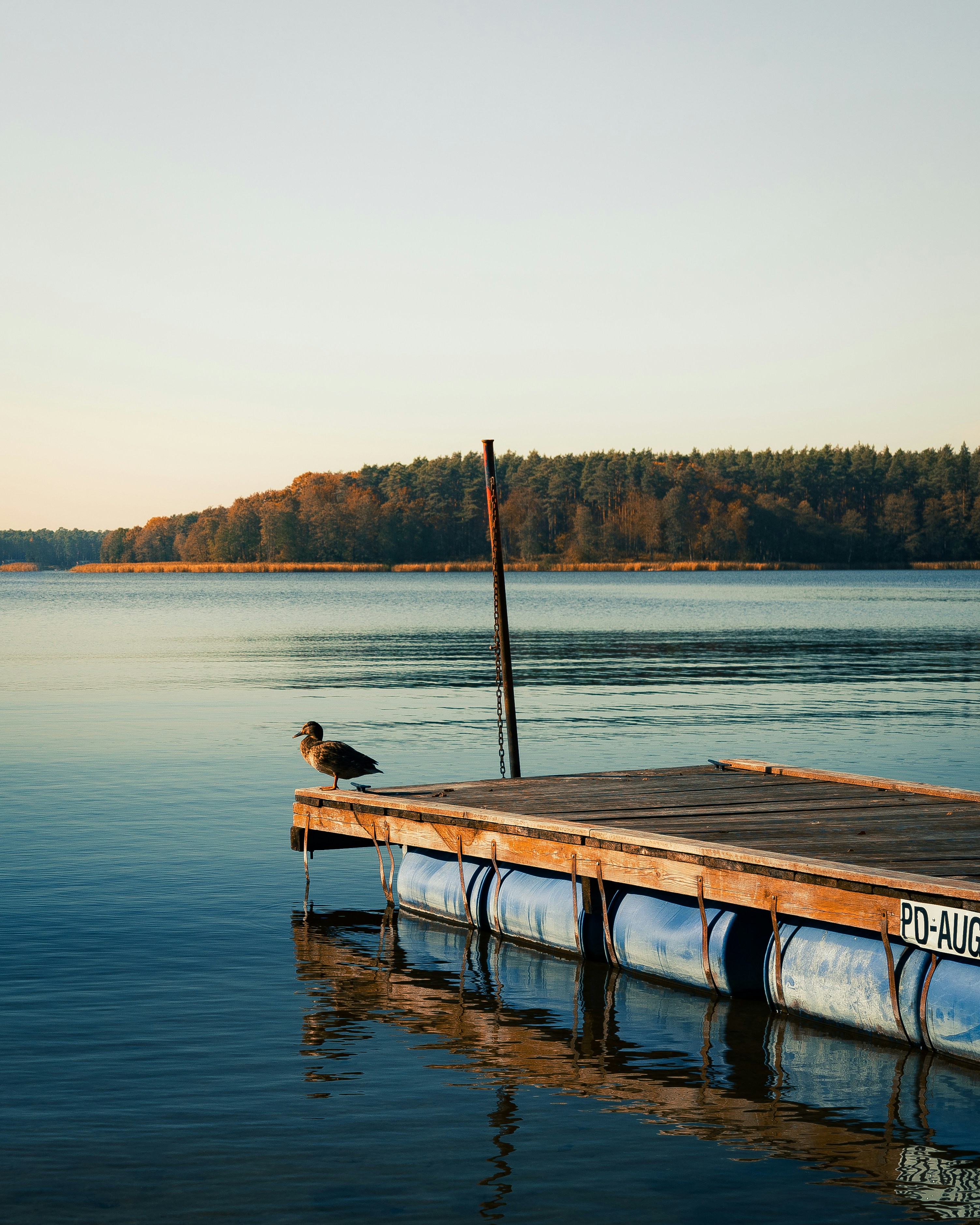 Photo by puszkins