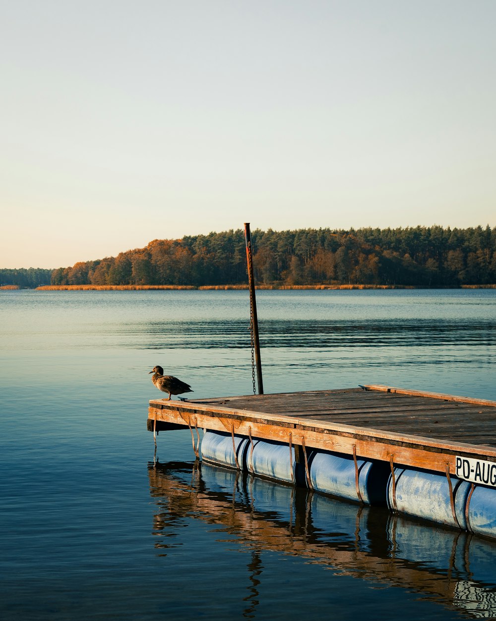 a bird is sitting on a dock in the water