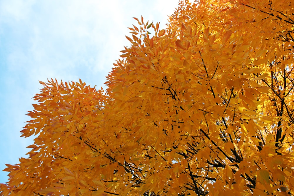 a tree with yellow leaves and a blue sky in the background