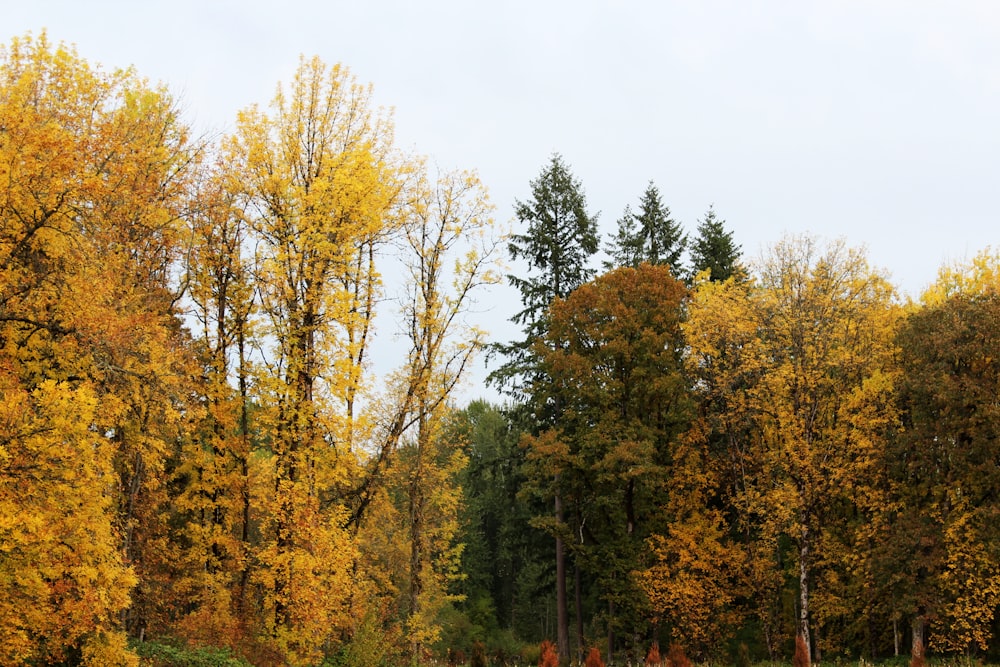 a group of trees that are in the grass