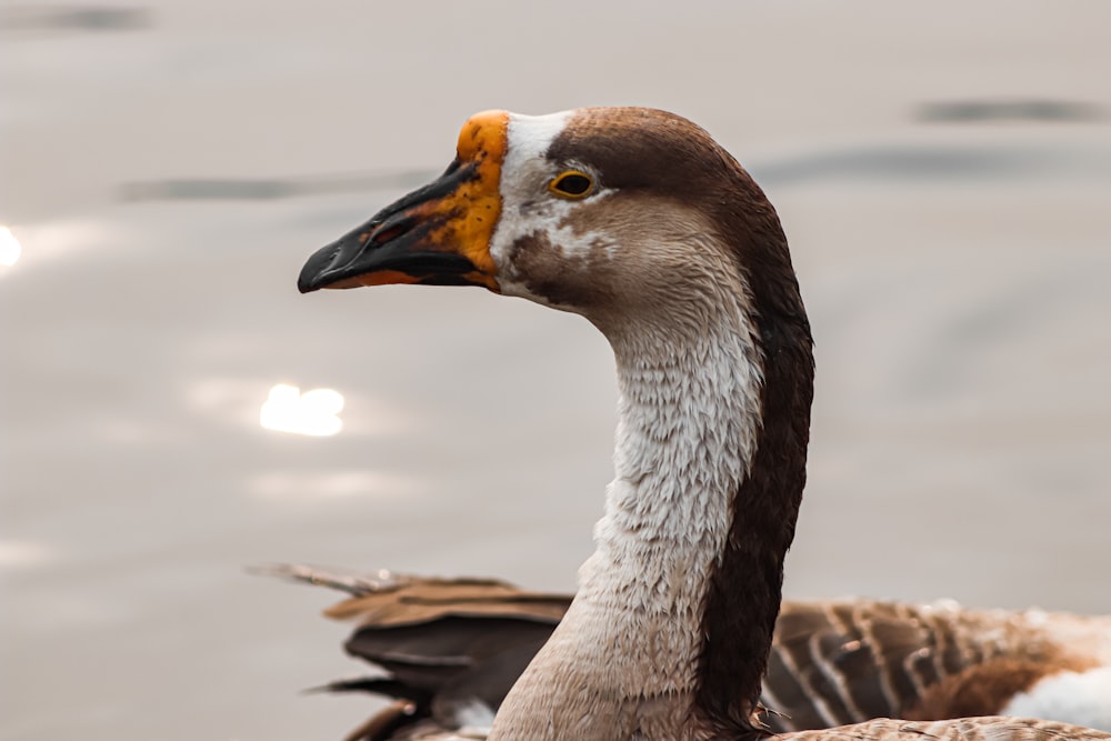 a close up of a duck on a body of water