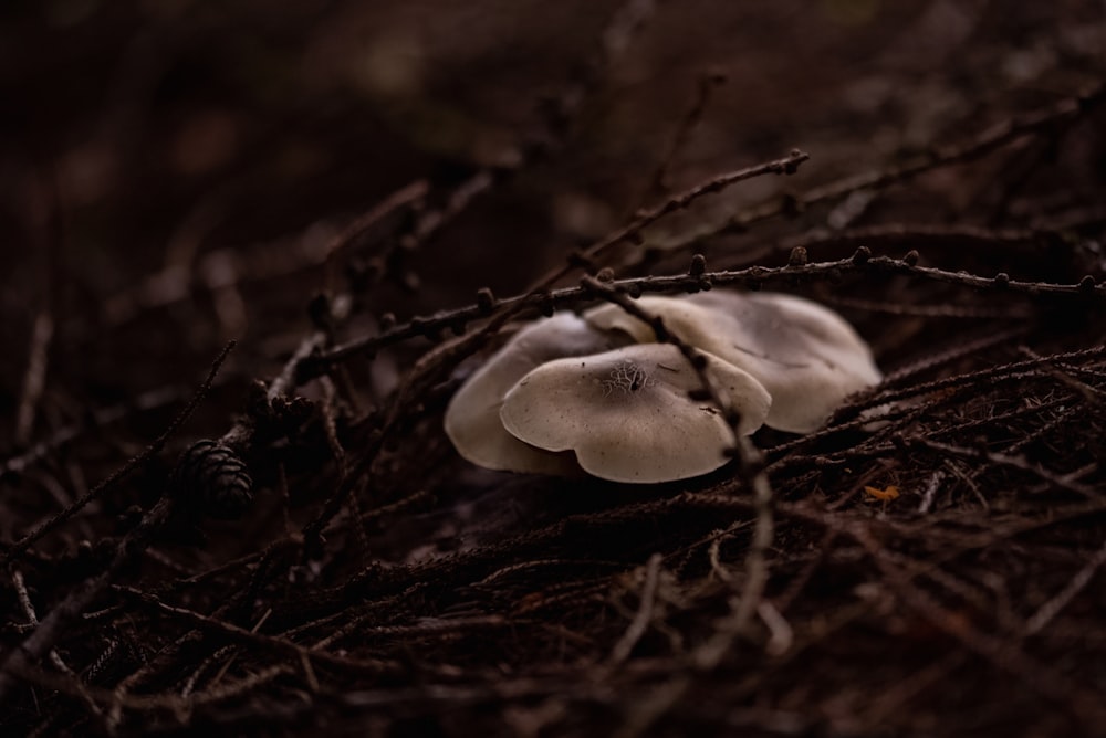 a white mushroom sitting on top of a tree branch