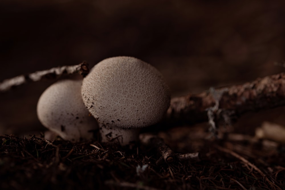 a couple of mushrooms sitting on top of a tree branch