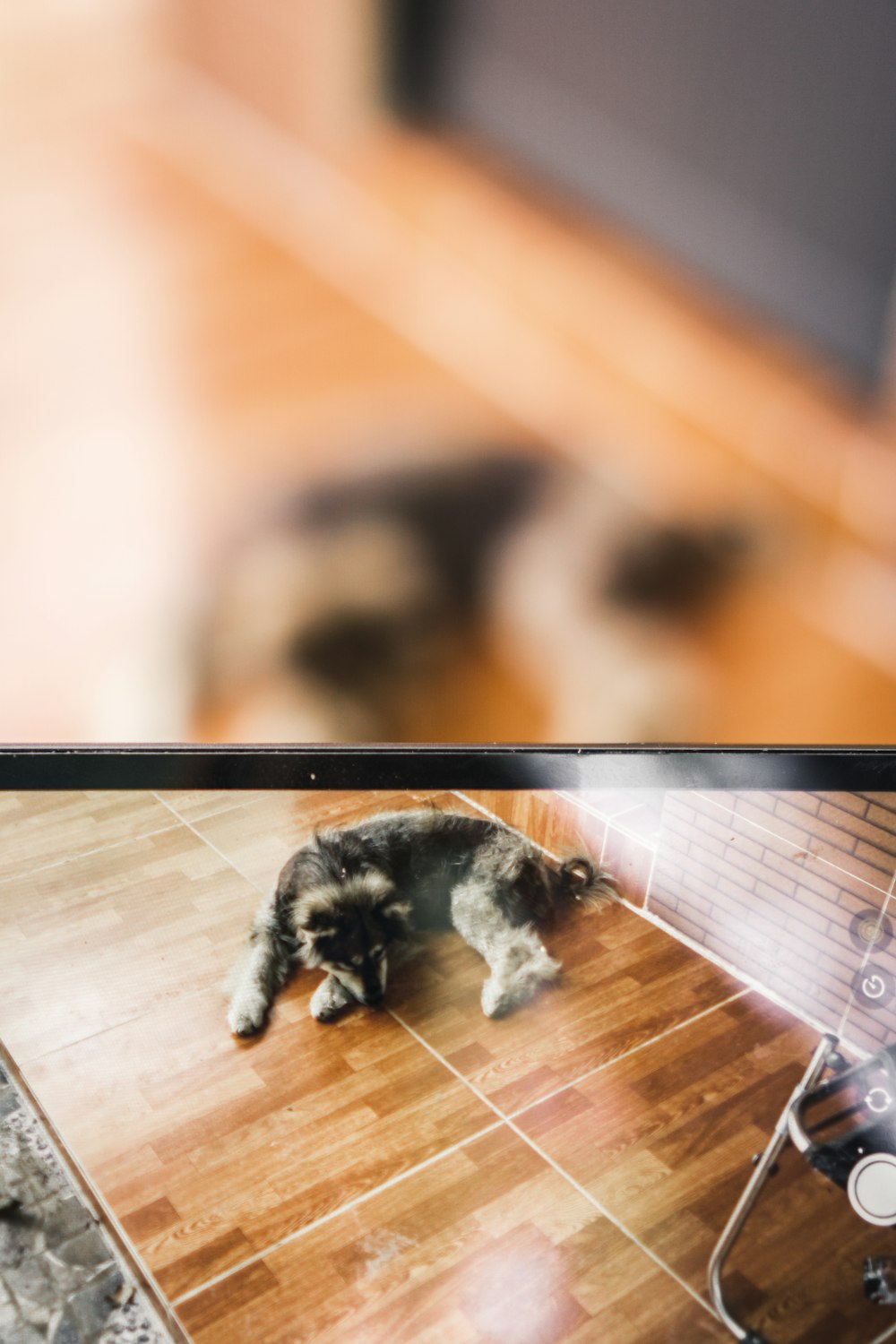 Un perro está tirado en el suelo frente a un televisor