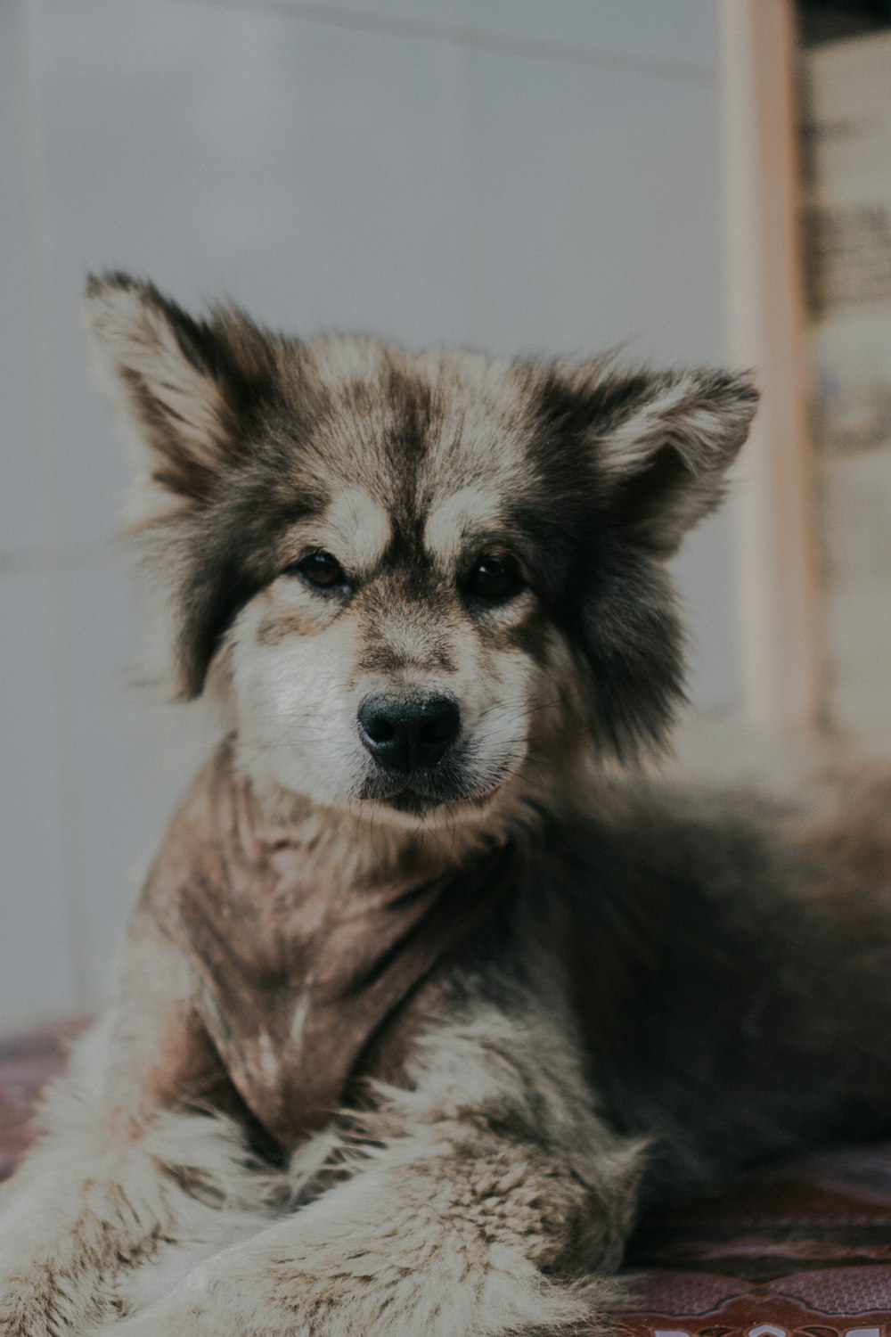 Un primer plano de un perro acostado en una cama