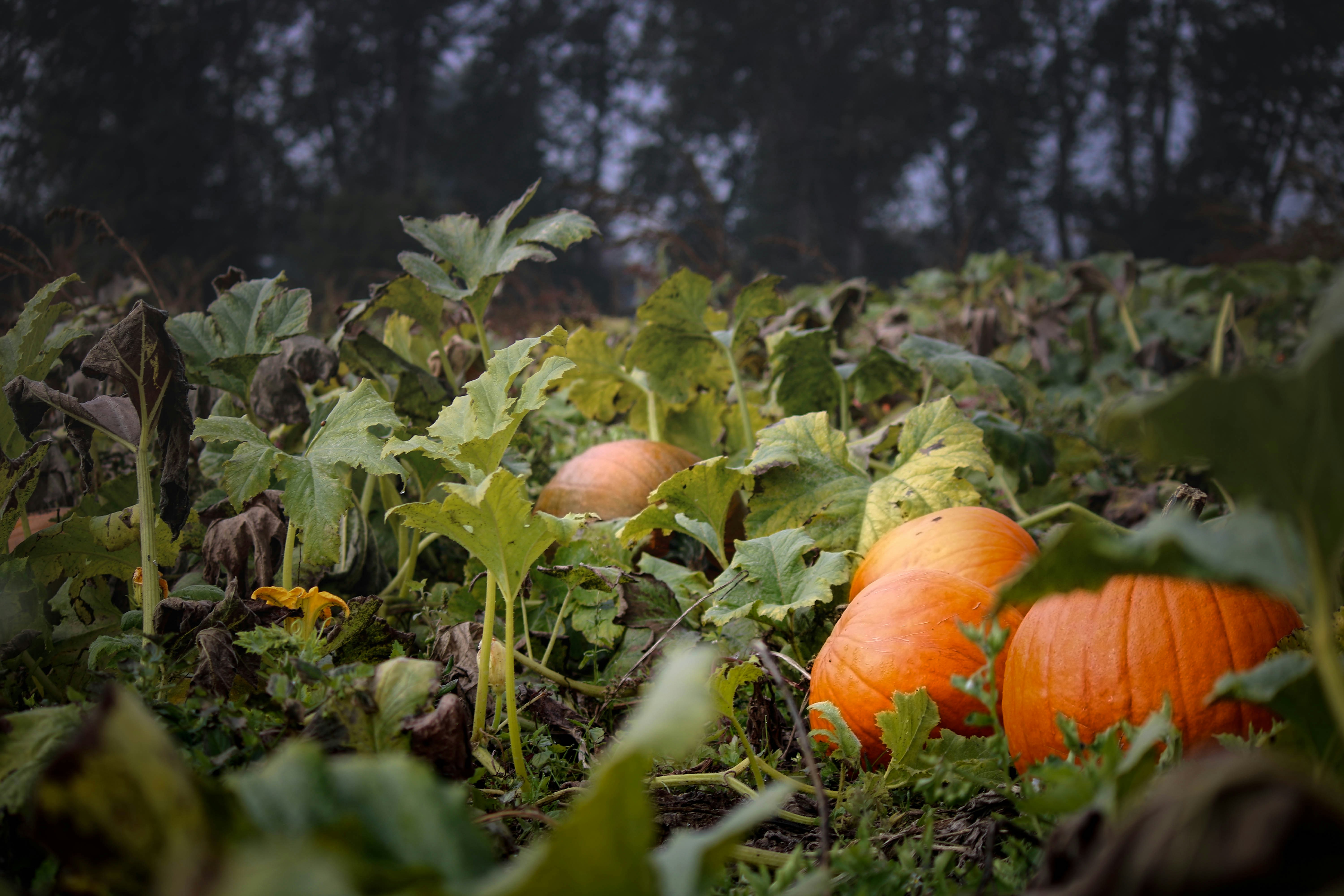 Photo by davidjboozer