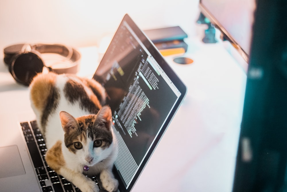 a cat sitting on top of a laptop computer