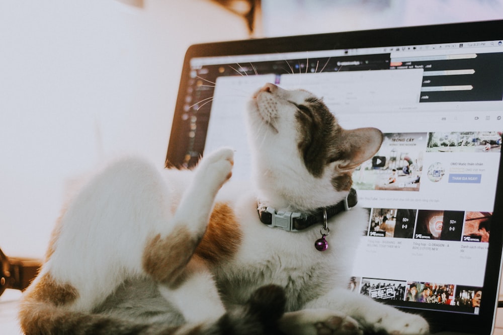 a cat laying on its back on top of a laptop computer