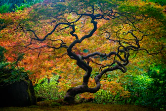 A majestic golden tree with sprawling branches, set against an ancient parchment background.