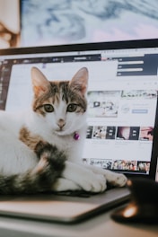 a cat laying on top of a laptop computer