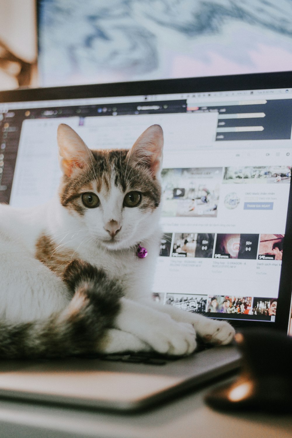 Un gato acostado encima de una computadora portátil