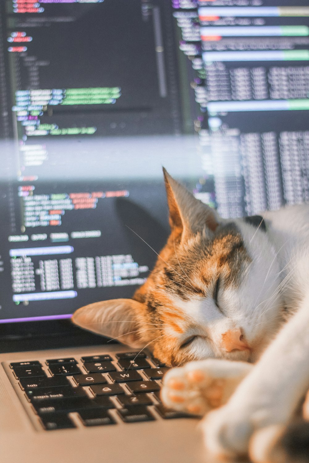 a cat sleeping on top of a laptop computer