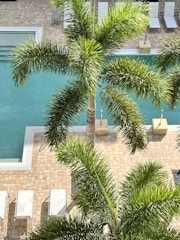 A sunlit outdoor swimming pool is surrounded by lush green palm trees. The pool area is flanked by beige brick tiles, and there are several white lounge chairs neatly arranged alongside it. The scene suggests a relaxing and tropical environment.