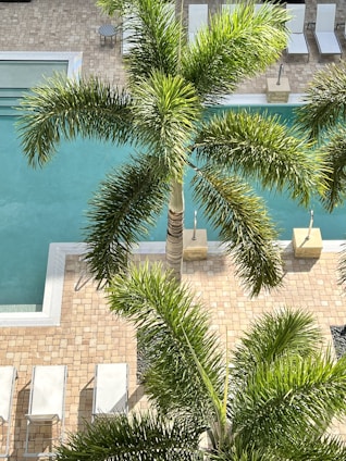 A sunlit outdoor swimming pool is surrounded by lush green palm trees. The pool area is flanked by beige brick tiles, and there are several white lounge chairs neatly arranged alongside it. The scene suggests a relaxing and tropical environment.
