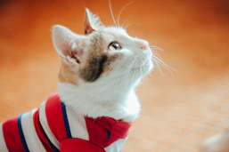 a cat wearing a red, white and blue shirt