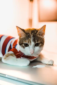 un gato con un sueter sentado arriba de una laptop