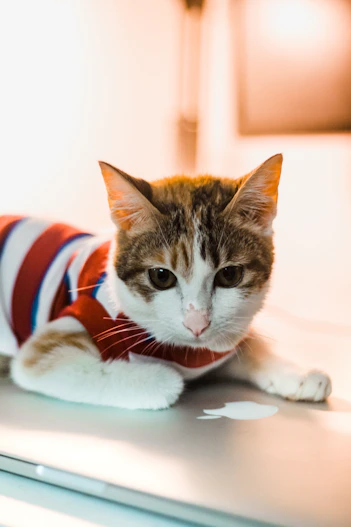 gato usando una playera de rayas