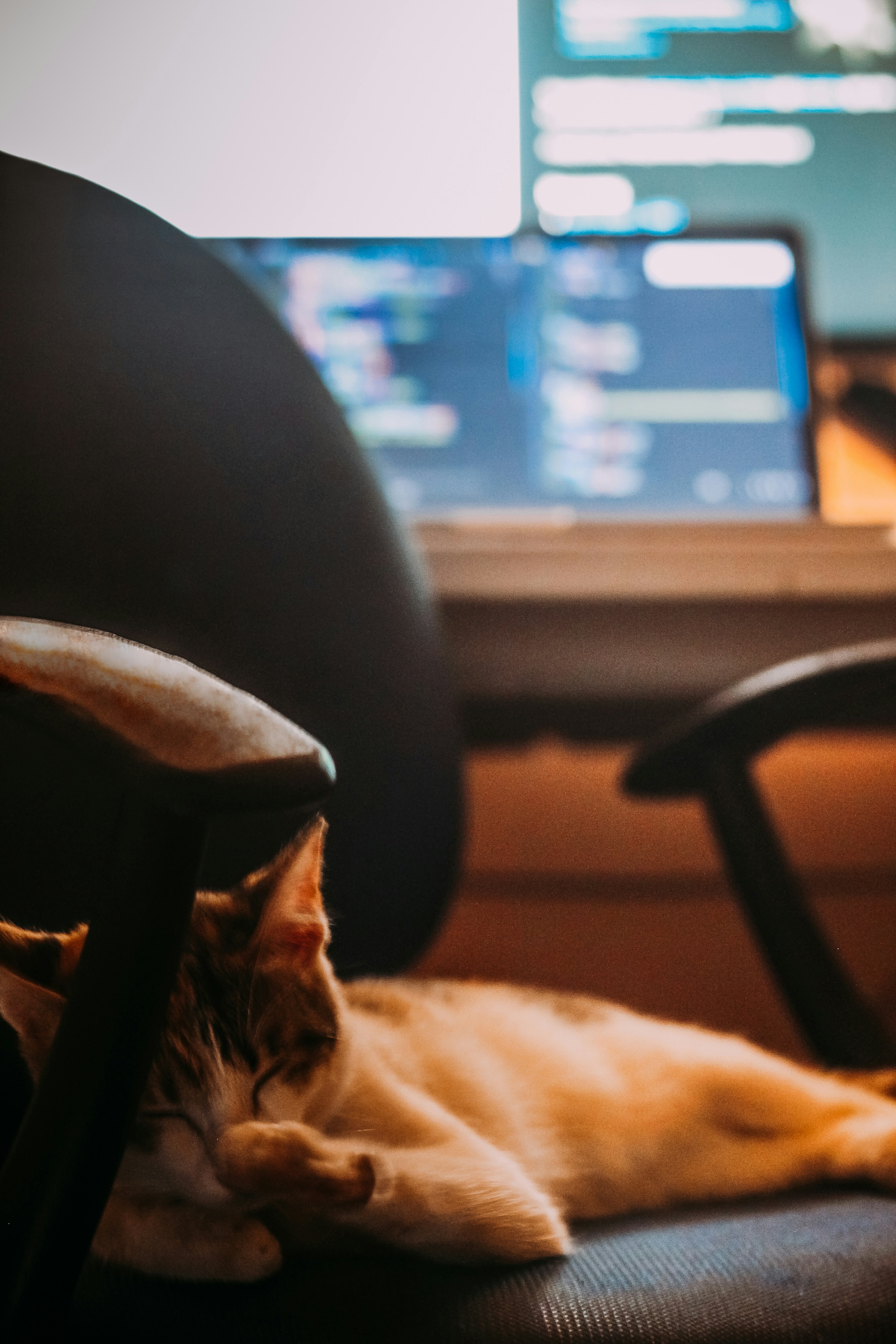 A cat laying on a chair in front of a computer photo – Free Cat Image ...
