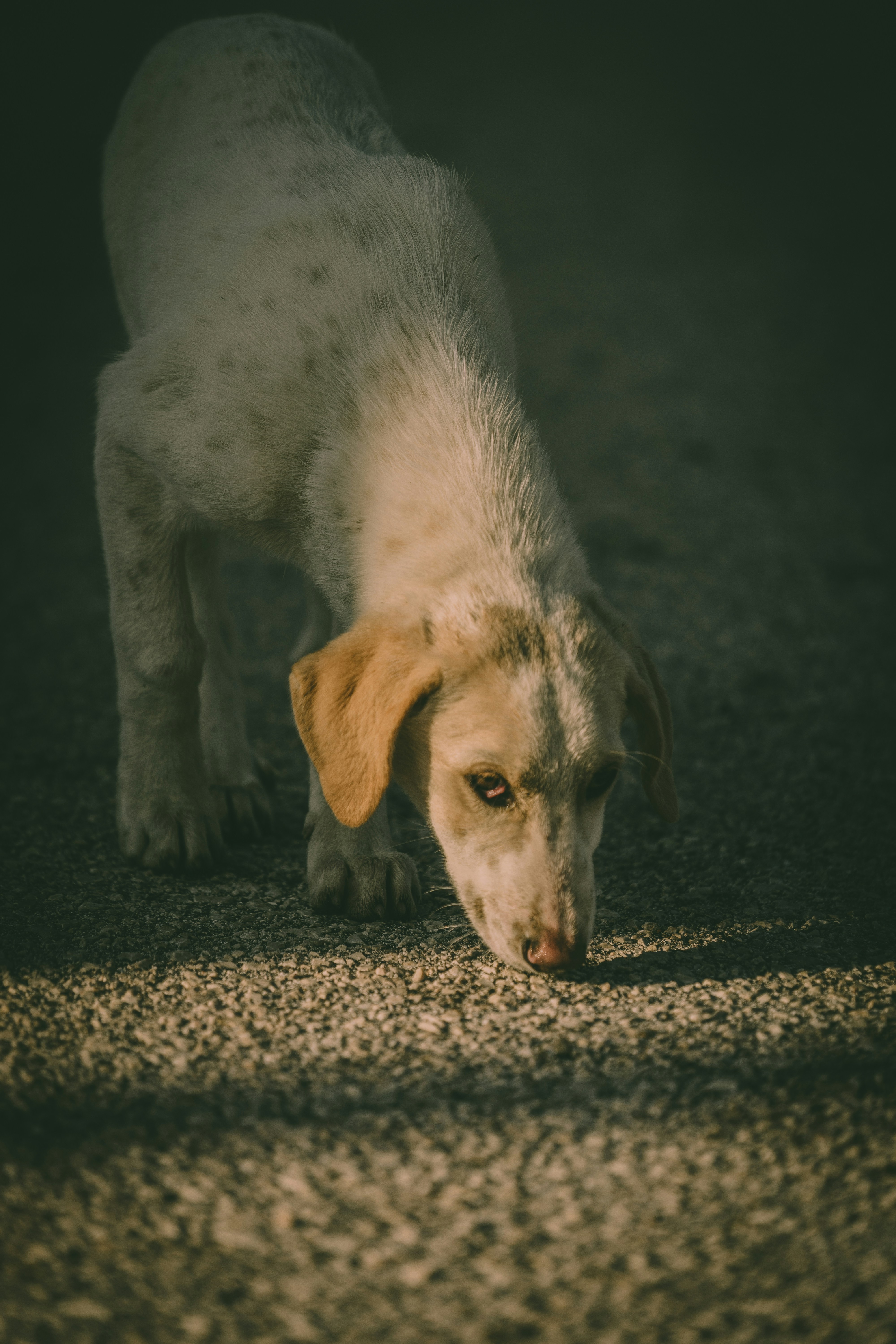 a white and brown dog walking across a street