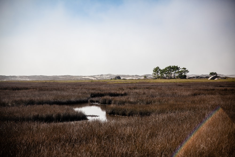 a rainbow shines in the sky over a marsh