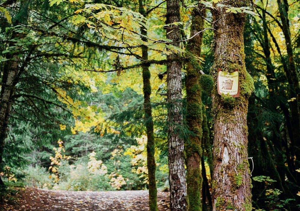 a sign on a tree in the middle of a forest