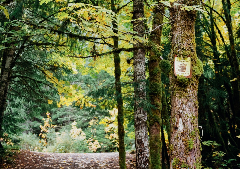 ein Schild an einem Baum mitten im Wald