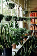 A well-lit room filled with a variety of potted plants. Numerous hanging planters containing trailing greenery are suspended from the ceiling. On a shelf below, larger potted plants with diverse shapes and sizes, including snake plants and flowering varieties, are displayed. To the side, stacks of empty terracotta pots are neatly arranged.
