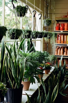 a room filled with lots of potted plants