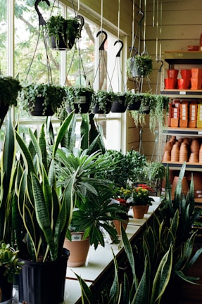 A well-lit room filled with a variety of potted plants. Numerous hanging planters containing trailing greenery are suspended from the ceiling. On a shelf below, larger potted plants with diverse shapes and sizes, including snake plants and flowering varieties, are displayed. To the side, stacks of empty terracotta pots are neatly arranged.