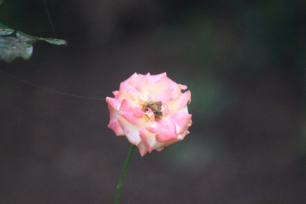 Soft pink faith-inspired t-shirt with a gentle floral design laid out on a sage green background accented by a tiny ladybug.