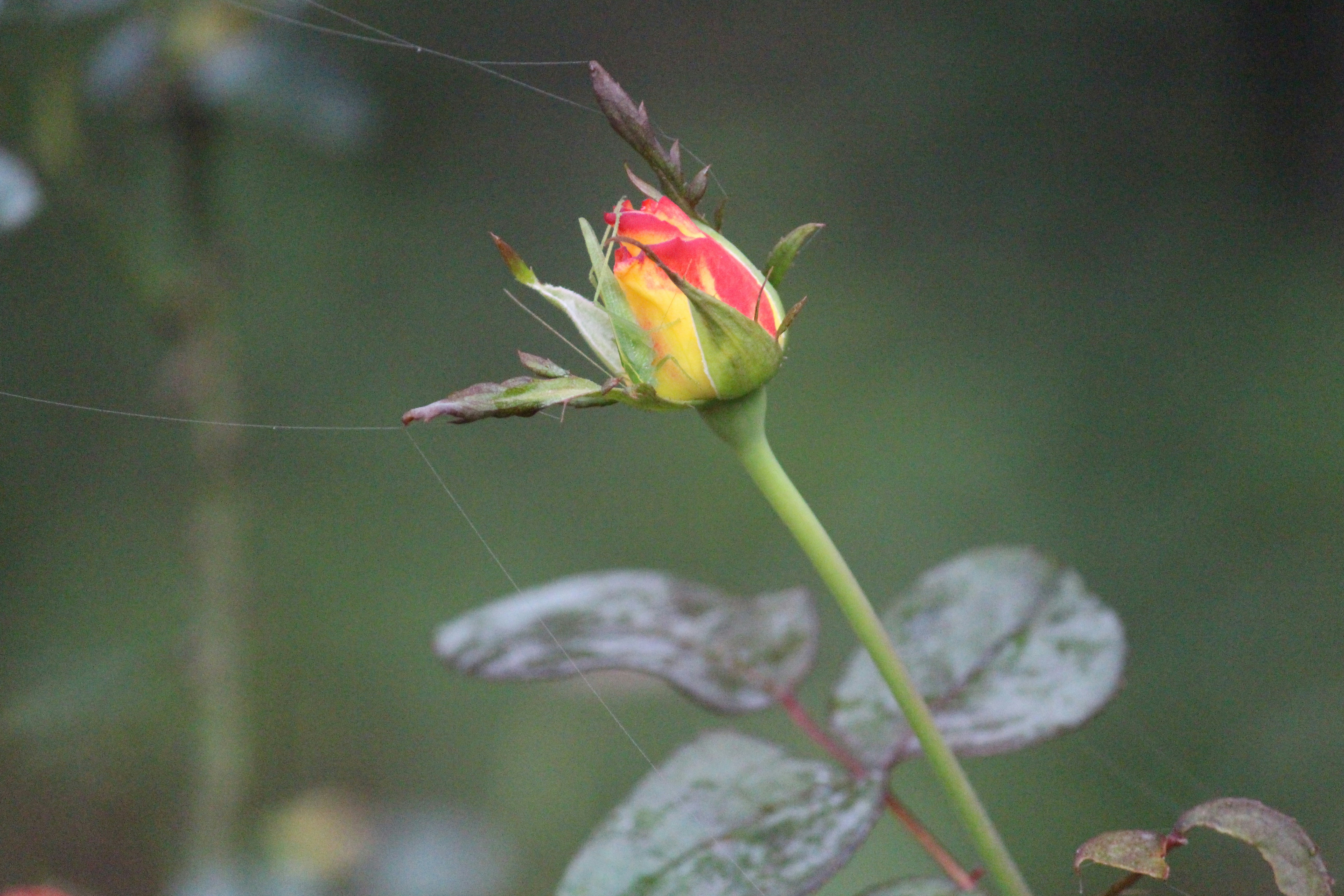 Photo by shridhardixit