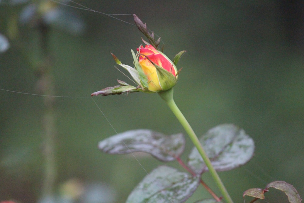 a single red and yellow rose with a spider on it