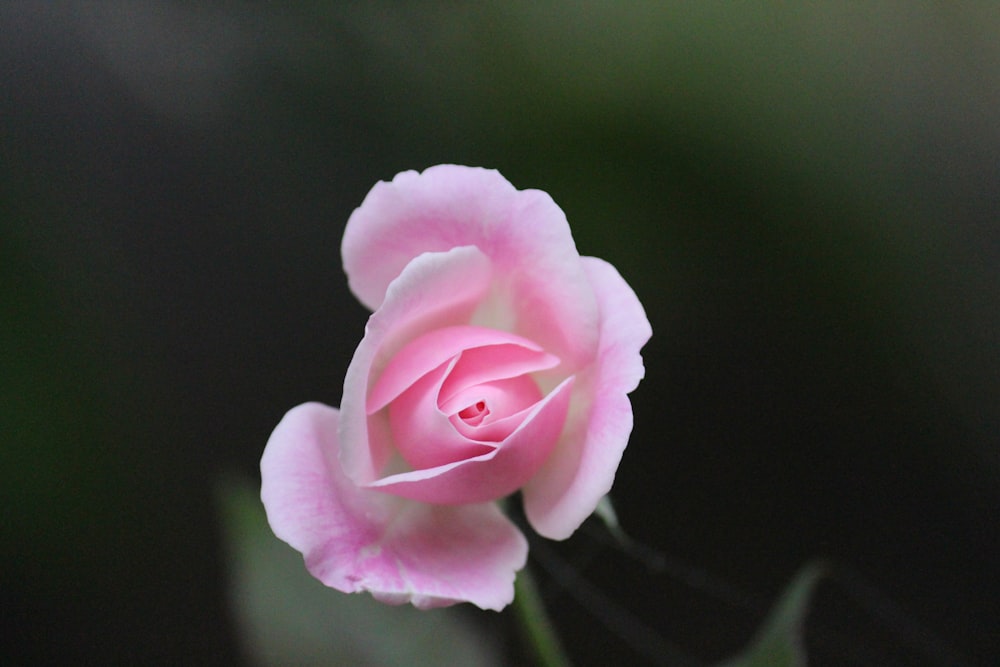 a single pink rose with a green background