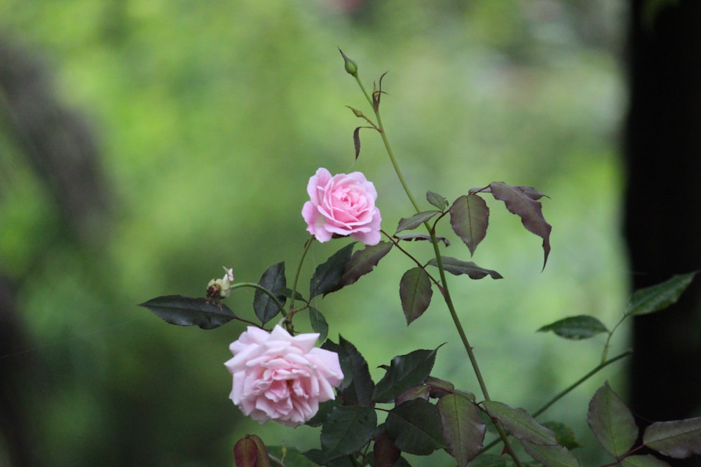 a pink rose is blooming in a garden