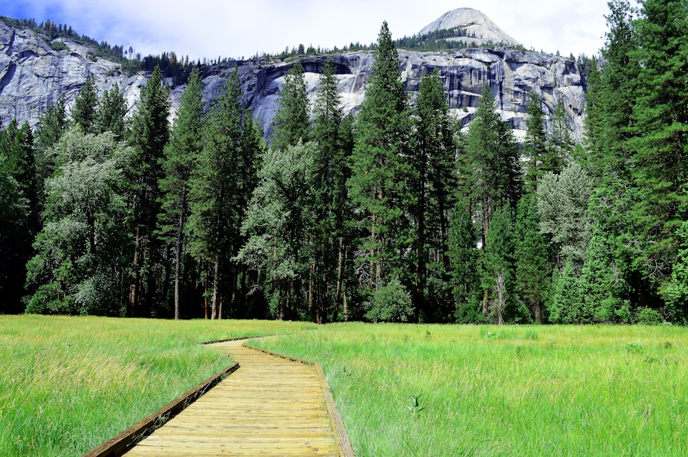 a wooden path leading through a lush green forest