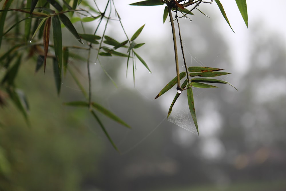 a close up of a bamboo plant with water droplets